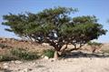 frankincense